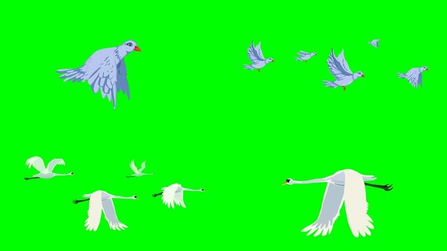 A beautiful white dove bird and elegant flying cranes in the clear skies 2d animated cartoon on green screen chroma key background. high quality loop cycle vector illustration animation