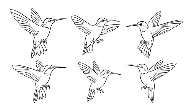 Hummingbird Illustration Collection in Various Flying Poses