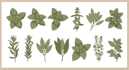 Various culinary herbs illustrated on white background isolated for design © alva studio