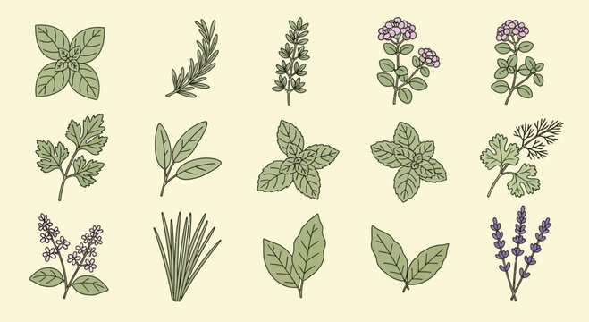 Various fresh green herbs arranged on a beige textured background