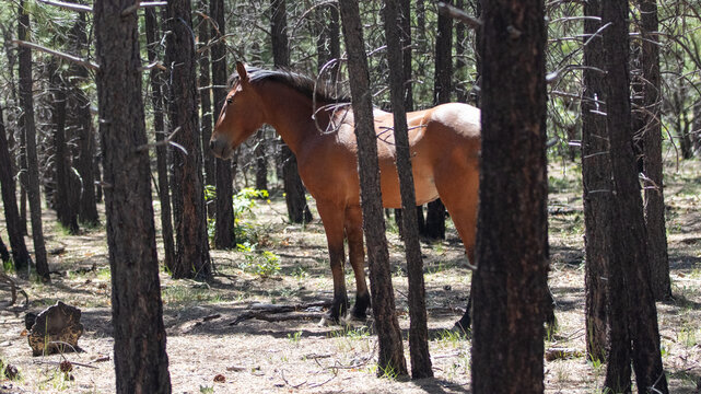 A wild bay stallion stands among the tall ponderosa pine trees in the high-elevation forest of the White Mountains near Heber, Arizona