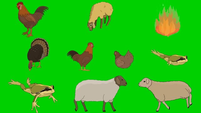 Rooster, Sheep, Fire, Turkey, Chick, Hen, Frog, Flame, Farm 2d animated cartoon character on green screen chroma key background. High quality illustration loop cycle vector animation compositing.