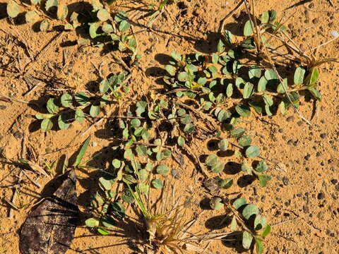 Creeping Grona Triflora Plant on Red Soil - Tropical Nature Texture