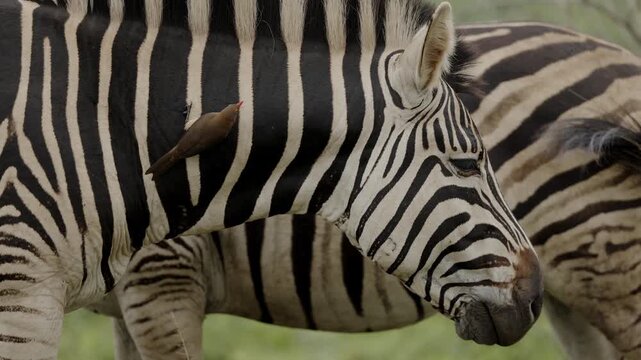 Red-billed oxpecker searching for parasites on zebra skin in African savanna, close-up wildlife interaction between bird and mammal, natural symbiosis behavior in wild safari ecosystem at golden light
