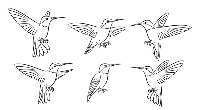 Hummingbird collection sketches in various flying poses, hand-drawn