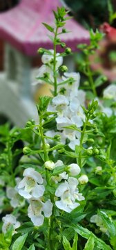 Angelonia angustifolia white flowers in the garden.