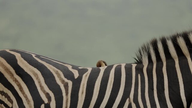 Red-billed oxpecker searching for parasites on zebra skin in African savanna, close-up wildlife interaction between bird and mammal, natural symbiosis behavior in wild safari ecosystem at golden light