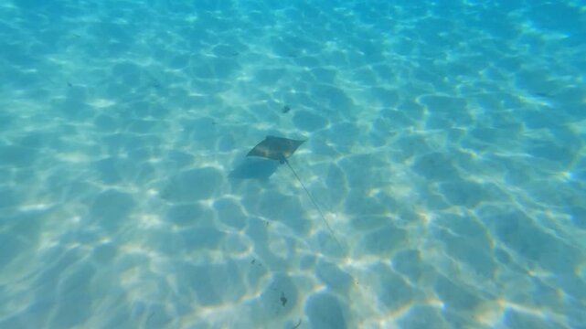 Majestic stingray swims gracefully over the ripples of a sandy ocean floor in the transparent turquoise waters of Sunset Beach, Seychelles 30fps 002