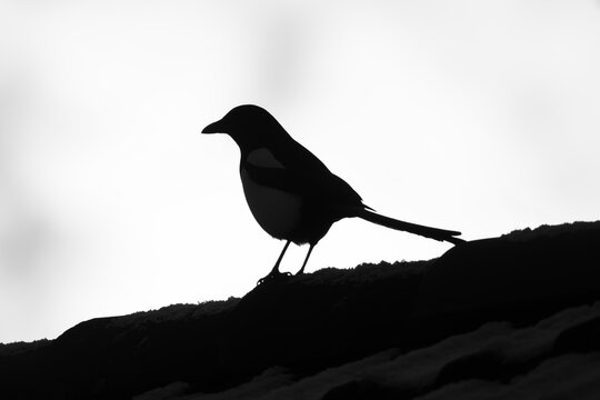 silhouette of a magpie bird on a roof