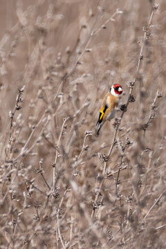 goldfinch bird on a twig with brown background
