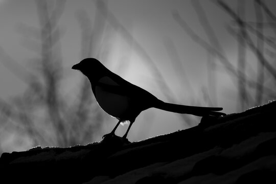 silhouette of a magpie bird on a roof