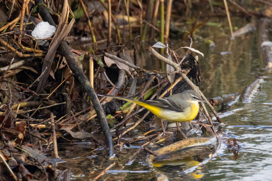 grey wagtail on a riverside