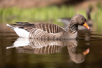 low level picture of a gray goose swimming in a pond © Marcel