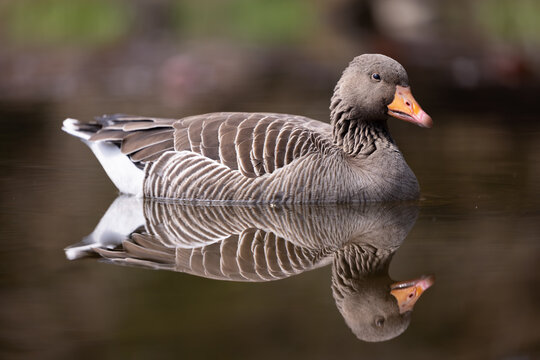 low level picture of a gray goose swimming in a pond