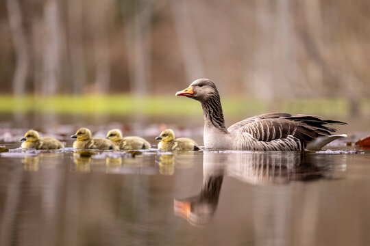 swimming gray goose with goslings