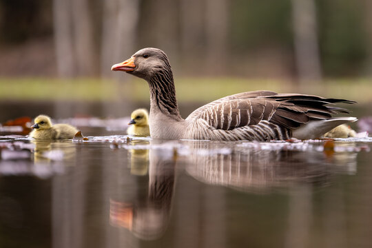 swimming gray goose with goslings