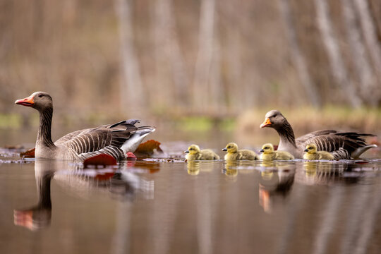 swimming gray goose with goslings