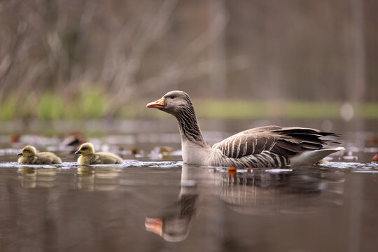 swimming gray goose with goslings
