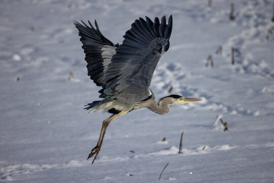 taking off grey heron in snow