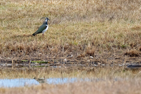 lapwing bird on a pond