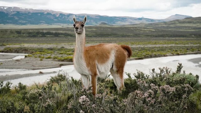 Wild guanaco standing in Patagonian steppe landscape with mountains and river, Chile, South America close to Torre del Paine