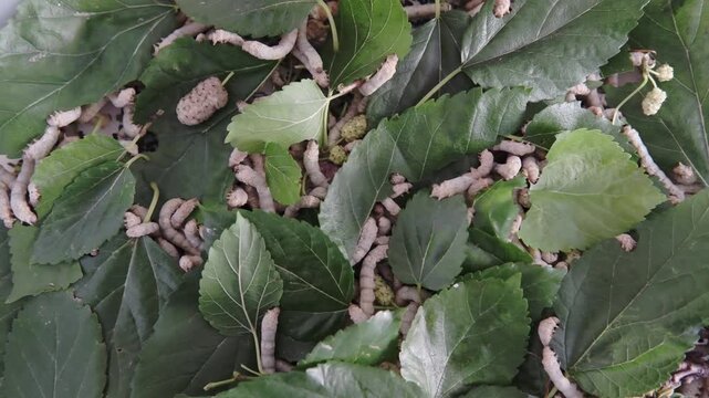 Multiple silkworm caterpillars feeding on fresh mulberry leaves. Wide shot showing several silkworms eating and moving across green leaves. Detailed 4K footage of silkwormn feeding behaviour.