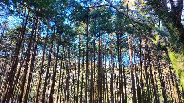 Smooth horizontal pan through a dense grove of towering Hinoki and Sugi trees with sunlight filtering through the canopy.
