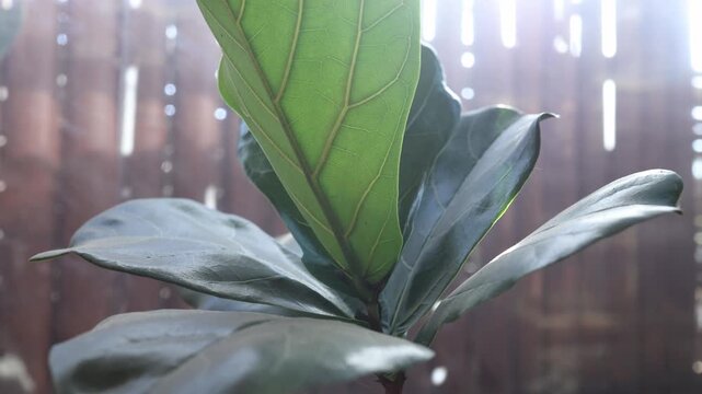 Macro close-up of glossy fiddle leaf fig leaves basking in natural sunlight, soft background bokeh, shallow depth of field, tranquil mood, artistic outdoor plant detail shot.