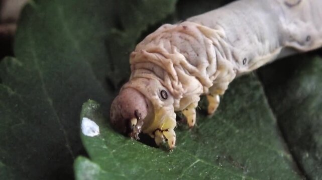 Close-up of a silkworm caterpillar eating fresh green mulberry leaves. Macro footage capturing mouth movement, texture, and feeding behavior.
