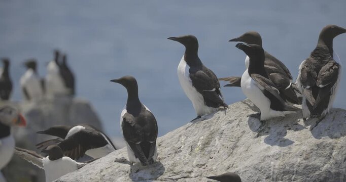 A flock of seabirds perches on a white rocky outcrop near the coastal waters.