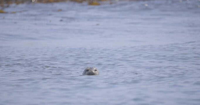 A gray seal swims in calm coastal waters near the shoreline, its head bobbing above the surface.
