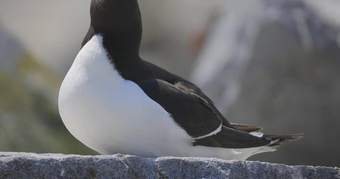 A close-up razorbill with a black head and white chest stands on a rocky coastal cliff with a blurred ocean backdrop