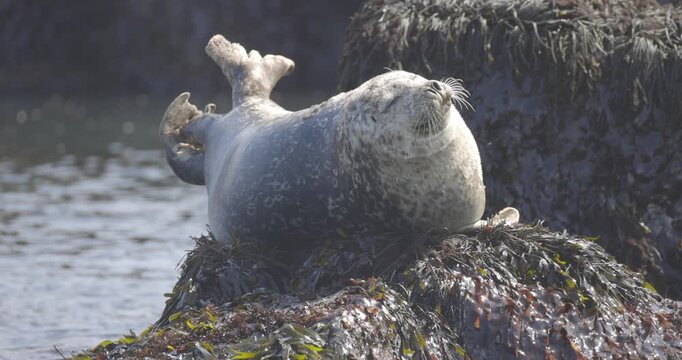 A grey seal lounges on a seaweed covered rock along the shoreline basking in the sunlight