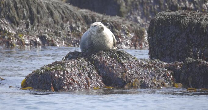 A grey seal sits on a seaweed covered rock in calm coastal waters looking around