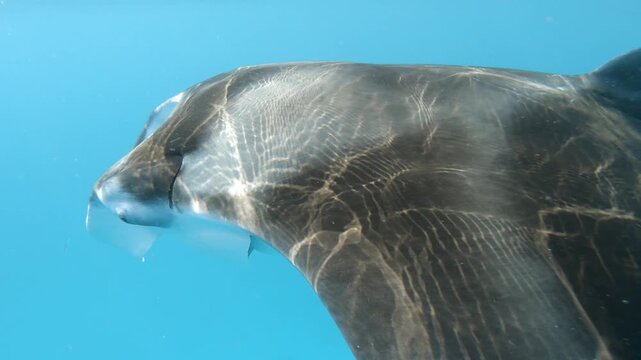 Tracking shot following a manta ray in close-up through clear turquoise water in the Maldives, revealing its distinctive wing tips and cephalic fins.