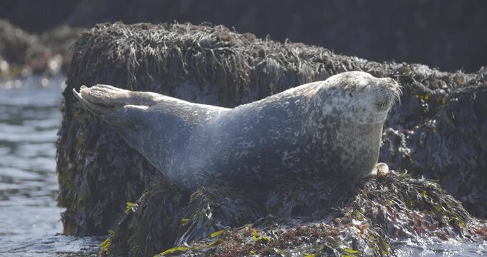 A grey seal lounges on a rocky outcrop as waves gently lap around it in soft light.