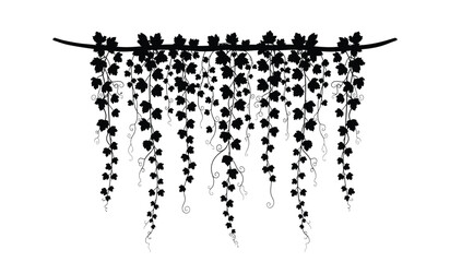 Obraz premium hanging vine with leaves and tendrils detailed black silhouette against a white background silhouette high quality professional modern elegant stylish clean crisp vibrant colorful