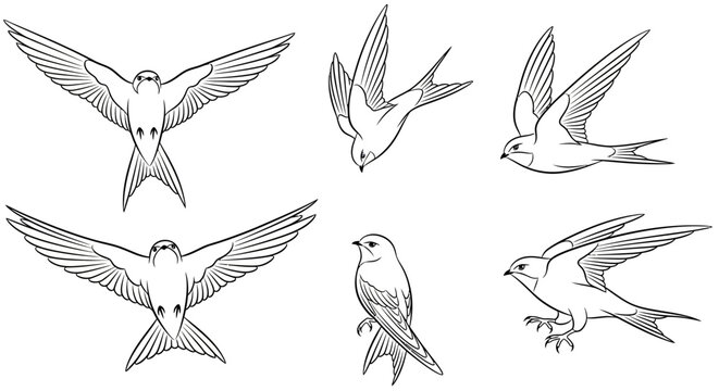 Swallow bird sketches in various flight poses, black and white line art illustration
