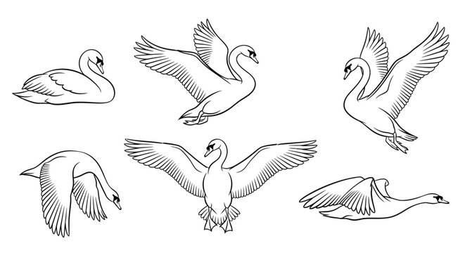 Set of graceful swans in various poses, hand-drawn vector illustration