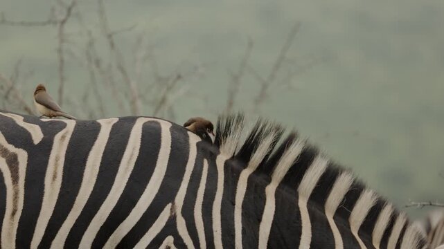 Red-billed oxpecker searching for parasites on zebra skin in African savanna, close-up wildlife interaction between bird and mammal, natural symbiosis behavior in wild safari ecosystem at golden light