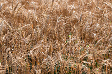 Obraz premium Wheat grain on the spikelet at the field. Ears of rye crop. Agriculture business and harvest. Landscape with field of ripe rye in summer. Agriculture barley or rye field. Summer nature