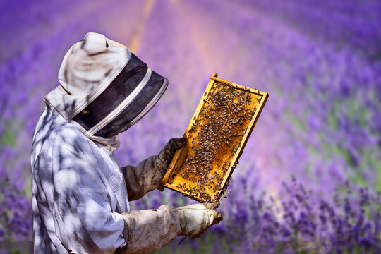 Close-up of worker bees in a honeycomb with a beekeeping tool