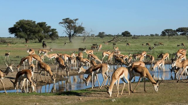 A large herd of springbok antelopes (Antidorcas marsupialis) congregating at a waterhole, Kalahari desert, South Africa