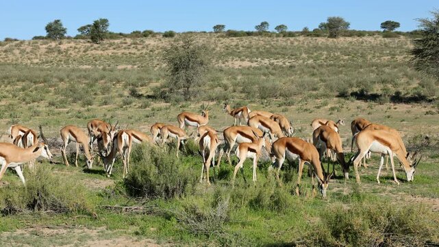 Herd of springbok antelopes (Antidorcas marsupialis) feeding in natural habitat, Kalahari desert, South Africa