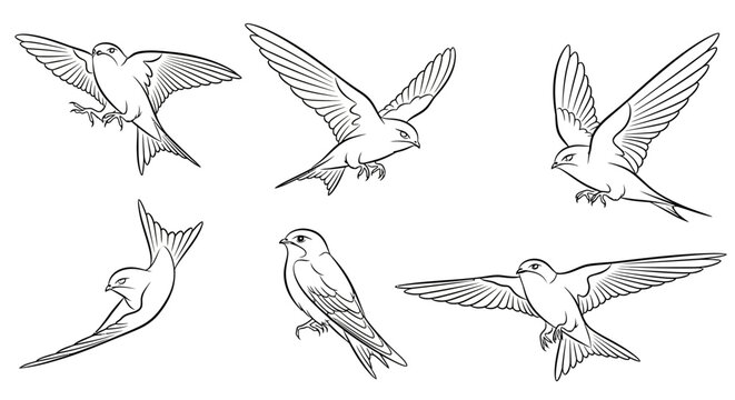 Swallow bird sketches in various flight poses with clean line art, minimalist nature design