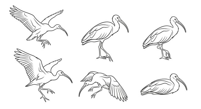 Ibis bird sketches in various poses, hand-drawn vector illustration