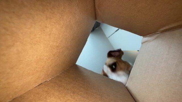 A dog looks into a bag. View from the inside.