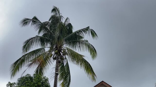 A coconut palm tree, Cocos nucifera, sways violently in the strong wind under a dark, overcast sky filled with storm clouds.