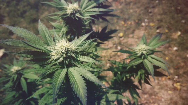 The top of a cannabis marijuana plant during flowering. The white pistils and stigma indicating that this is early in the flowering process and likely weeks away from harvest.