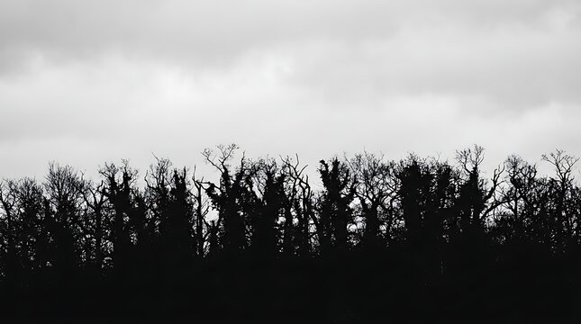 Dark silhouetted trees against white textureless sky, forest silhouette, high contrast, tree pattern, lens compression, graphic, minimalist